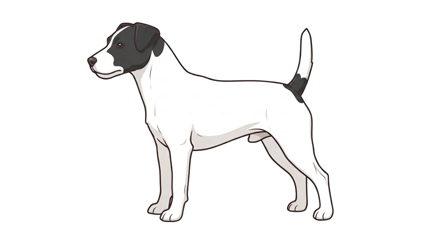 Illustration of a White and black coat