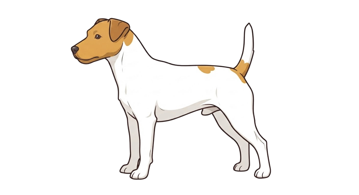 Illustration of a White and tan coat