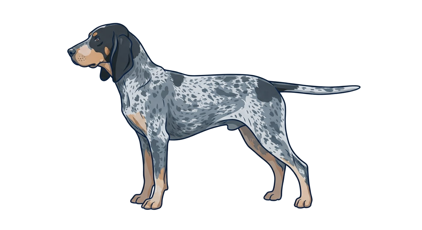 Side profile illustration of a Petit Bleu de Gascogne showing the points of the breed standard