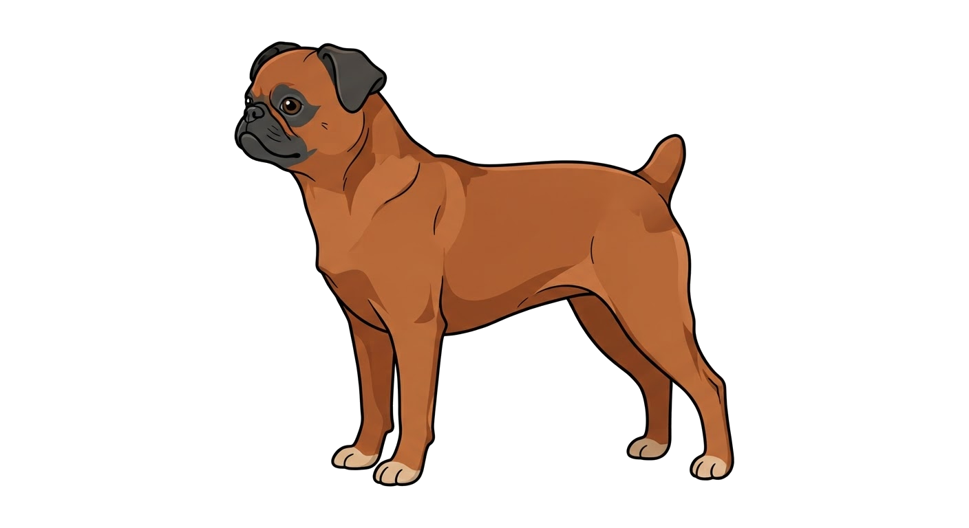 Side profile illustration of a Petit Brabançon showing the points of the breed standard