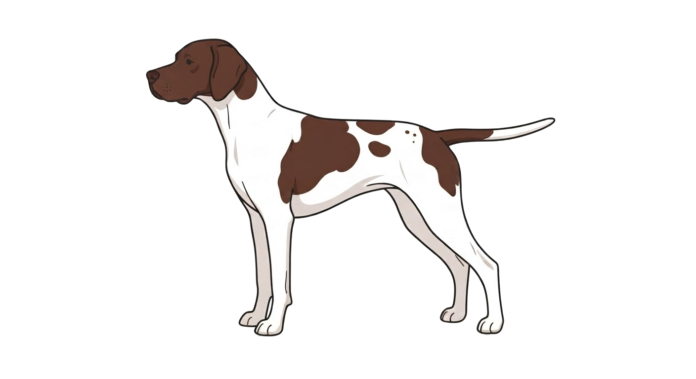 Illustration of a Liver and white coat