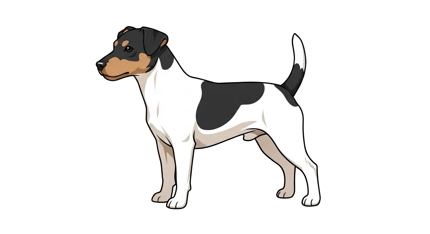 Illustration of a White & Black & Tan coat