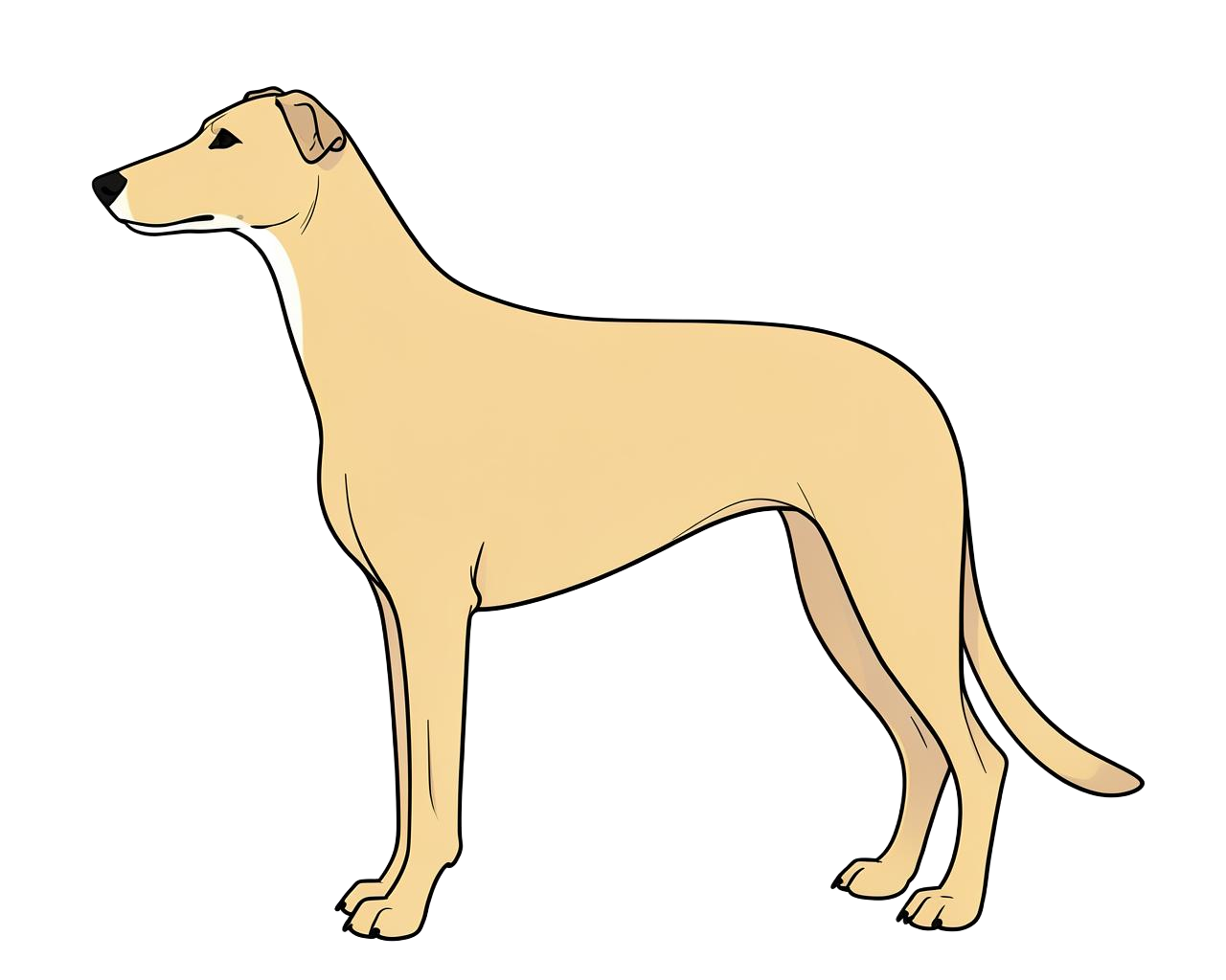 Illustration of a Fawn coat