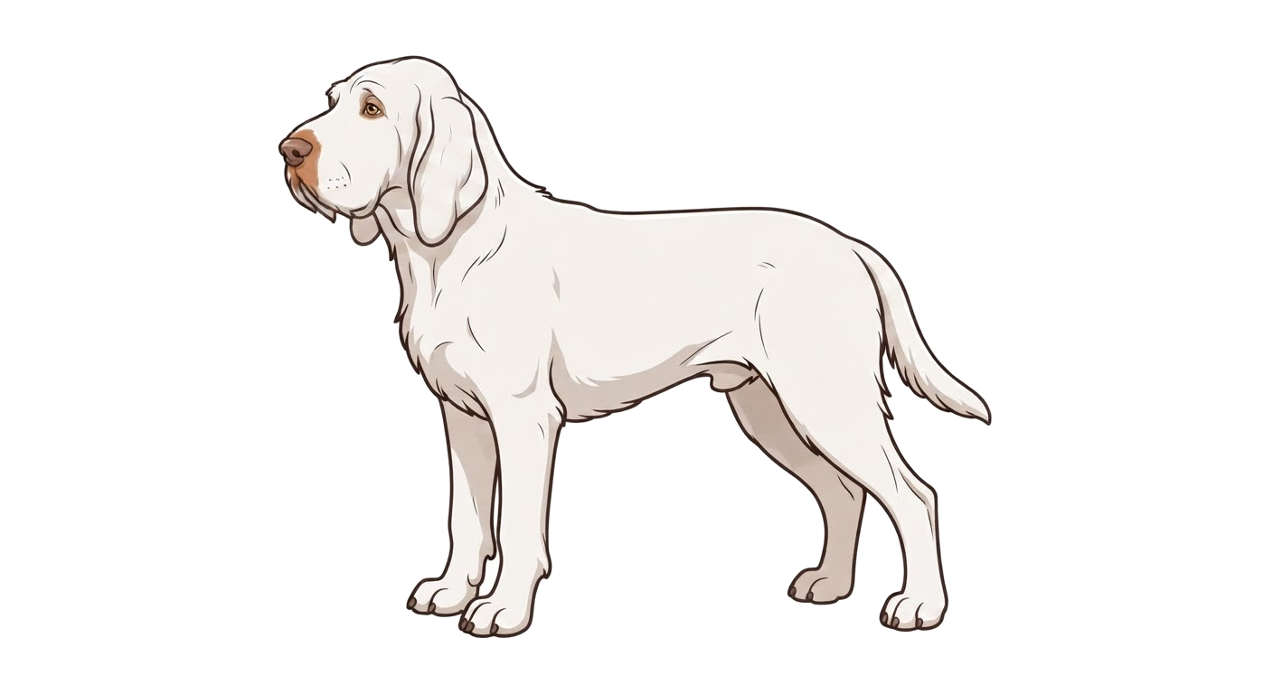 Illustration of a Solid white coat