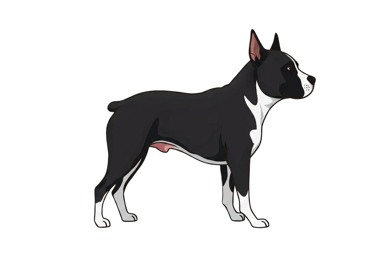 Illustration of a Black coat