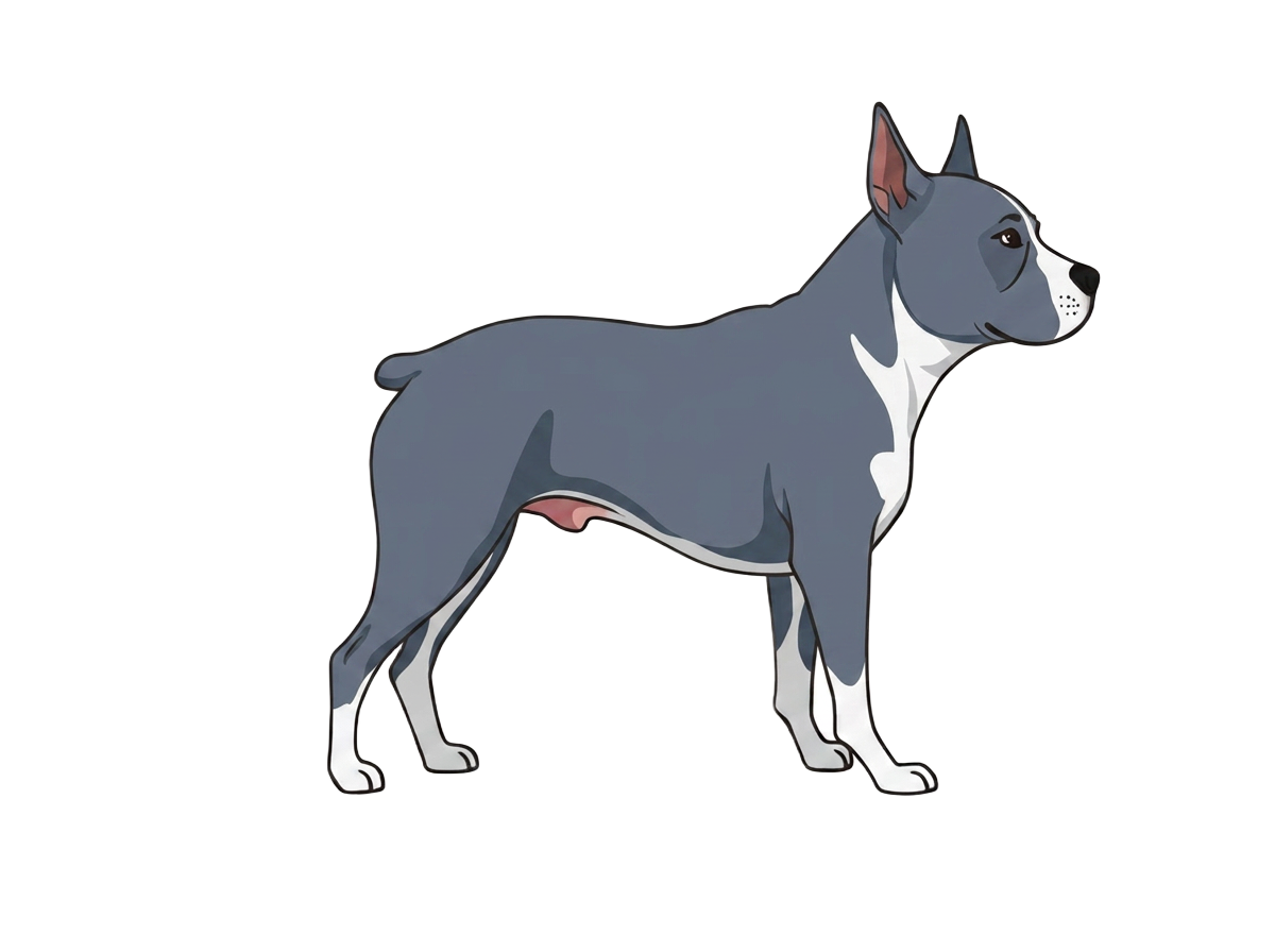Illustration of a Blue coat
