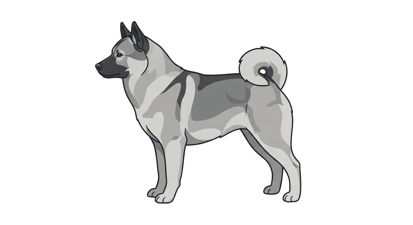 Side profile illustration of a Swedish Elkhound showing the points of the breed standard