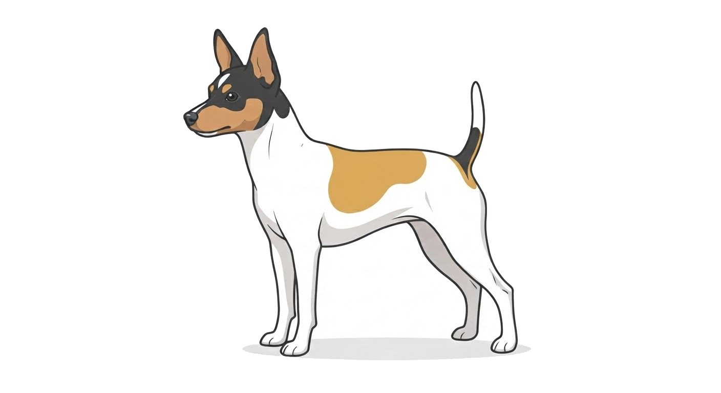 Illustration of a White & Tan coat