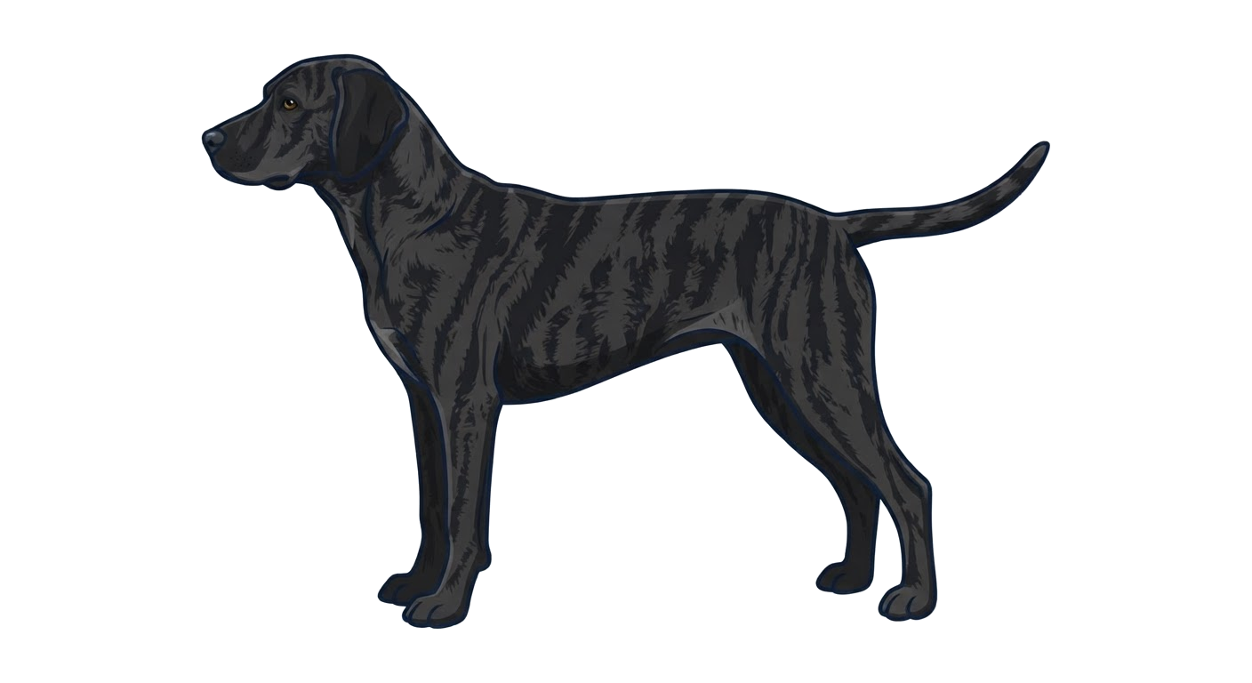 Illustration of a Black & Brindle coat