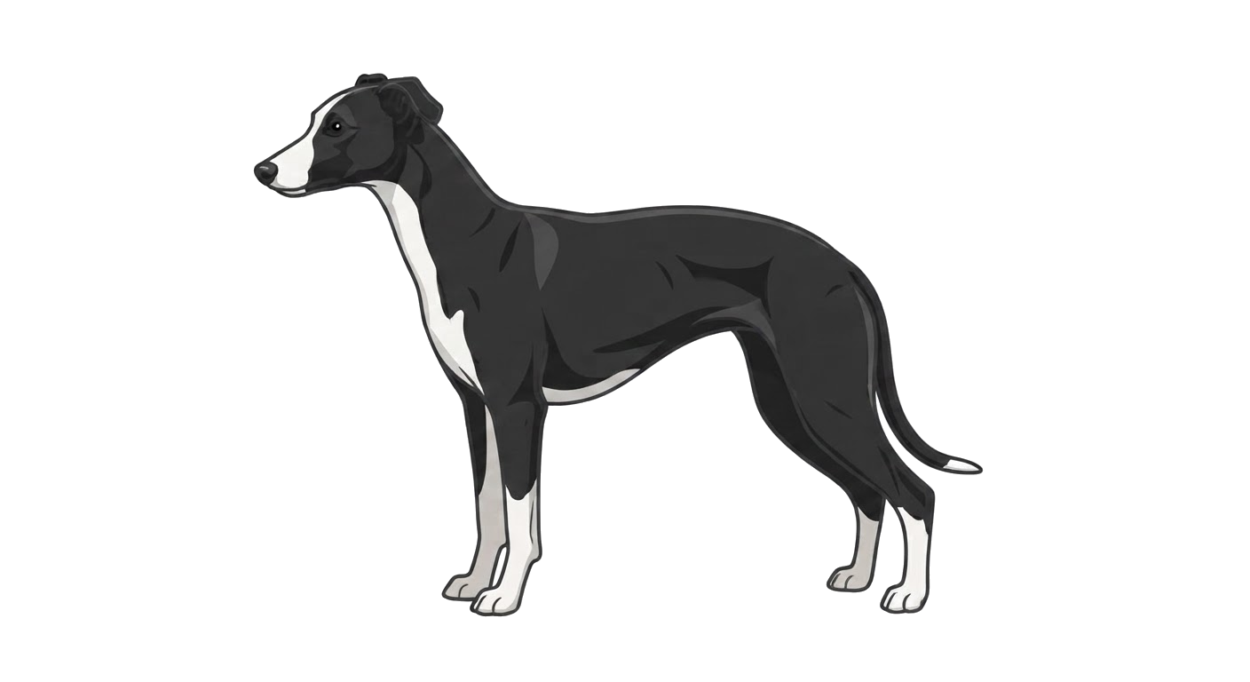 Illustration of a Black coat