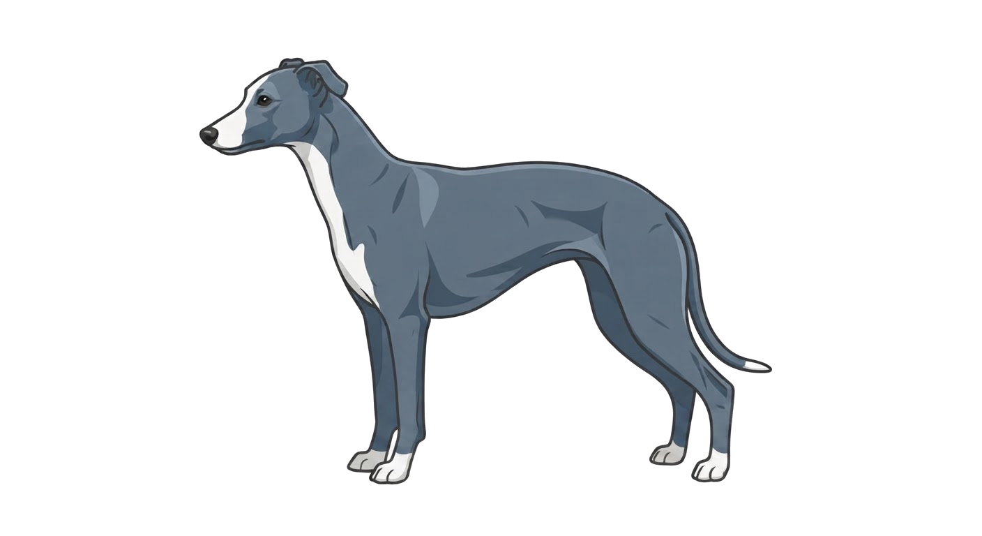 Illustration of a Blue coat