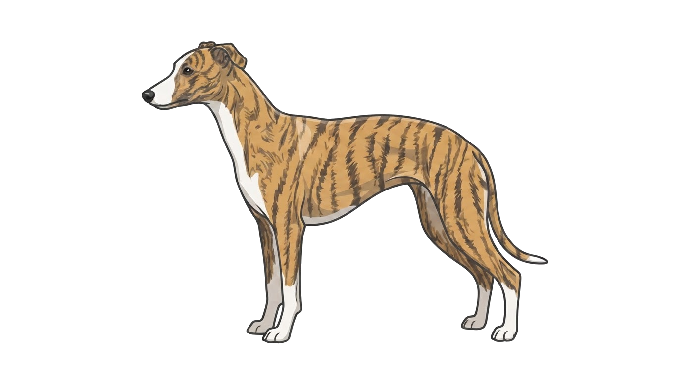 Illustration of a Brindle coat