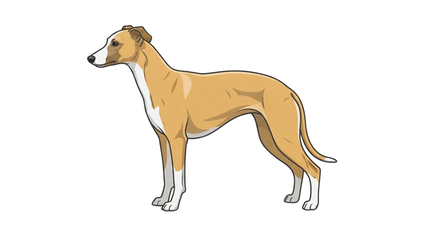 Illustration of a Fawn coat