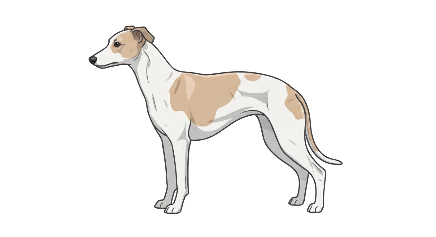 Illustration of a White and parti-colour coat