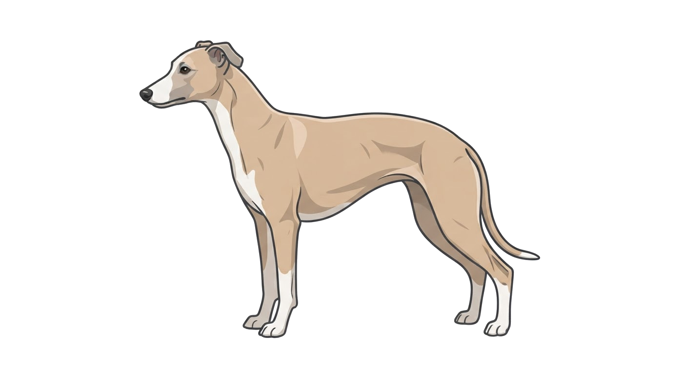 Side profile illustration of a Whippet showing the points of the breed standard